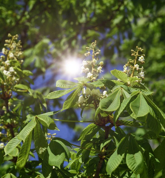 Ramo Castagno Con Foglie Verdi Fiori Bianchi Sole — Foto Stock