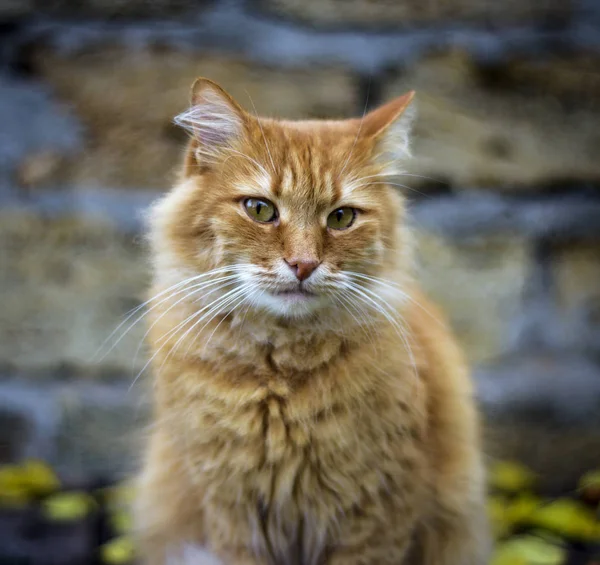 Portret Van Een Trieste Pluizig Rode Kat Close — Stockfoto