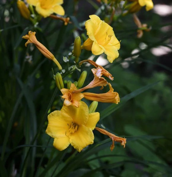 Žluté Květy Denivka Žlutá Létě Zblízka — Stock fotografie