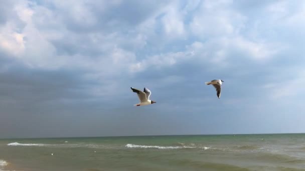 Gaviotas Mar Vuelan Sobre Superficie Del Mar Negro Puerto Hierro — Vídeo de stock