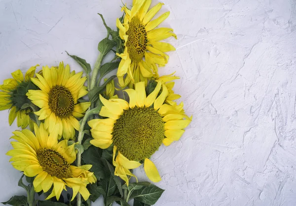 bouquet of blooming yellow sunflowers on a white background, copy space