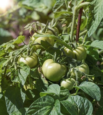 bahçede yeşil domates ile bir yaz gününde bush, yakın çekim