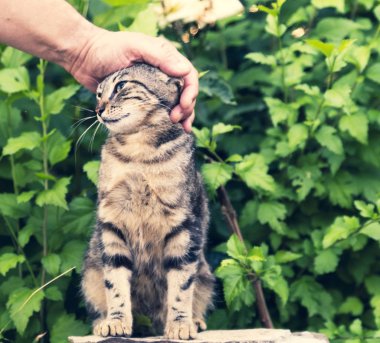 insan eli yeşil çalılar çerçevede bir sokak bir tekir okşayarak