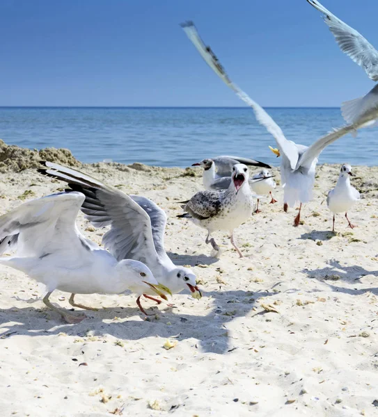 Sea Gulls Beach Summer Sunny Day Ukraine Village Lazurnoe Jarylgach — Stock Photo, Image