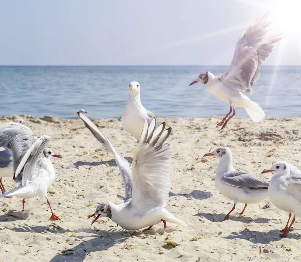 Sea Gulls Beach Summer Sunny Day Ukraine Village Lazurnoe — Stock Photo, Image