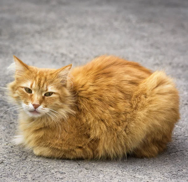 Grande Gatto Rosso Seduto Sull Asfalto Giorno Estate — Foto Stock