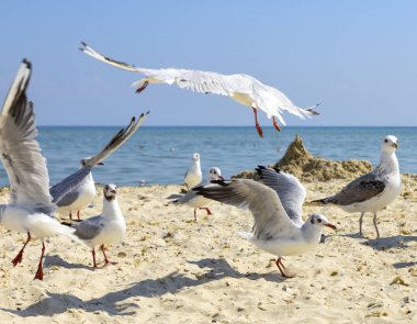 deniz martı sahilde yaz güneşli bir gün, Ukrayna köyü Lazurnoe