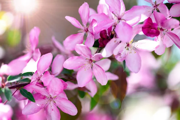 Ramo Ciliegia Decorativa Con Fiori Rosa Sole Primo Piano — Foto Stock