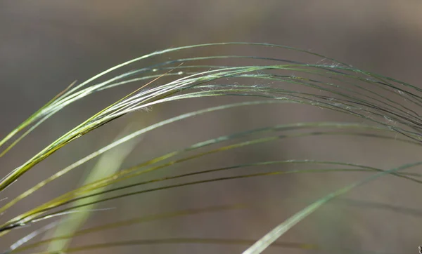 Steppe Feather Grass Selective Focus Close — Stock Photo, Image
