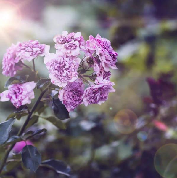 Rosenstrauch Mit Verblassten Rosa Blüten Einem Sommerabend — Stockfoto