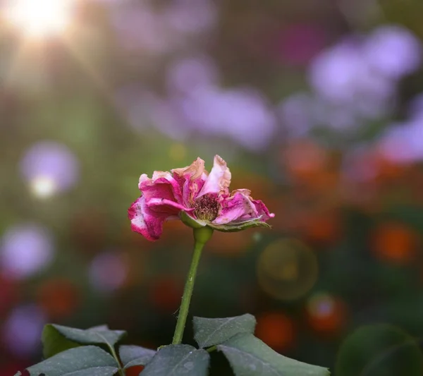 ピンクの太陽の下で庭の枯れたバラのつぼみ クローズ アップ — ストック写真