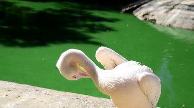 büyük beyaz pelikan tüyler bir su birikintisi bir yaz gününde temizler.