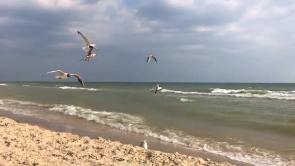 White Seagull Gull Black Sea Shore Summer Day Ukraine — Stock Video