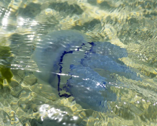 White Sea Jellyfish Water Shooting — Stock Photo, Image