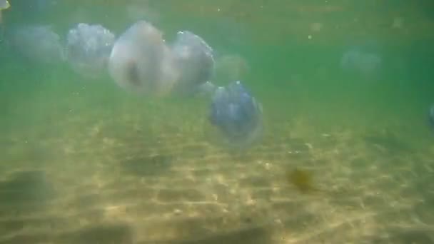 méduses flottantes sous l'eau dans la mer Noire, Ukraine 