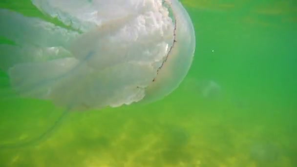 Medusas Flotantes Bajo Agua Mar Negro Ucrania — Vídeos de Stock