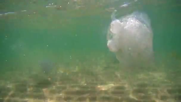Плавающая Медуза Водой Черном Море Украина — стоковое видео