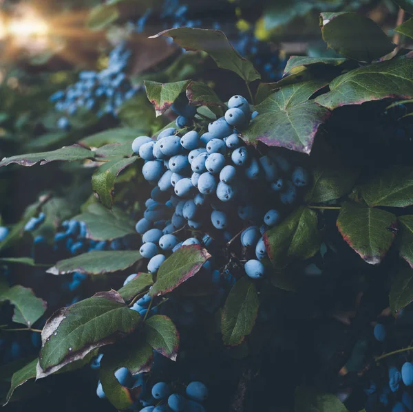 Σκούρο Μπλε Φρούτα Των Καλλωπιστικών Θάμνων Magony Hymenoidal Vintage Τόνωση — Φωτογραφία Αρχείου