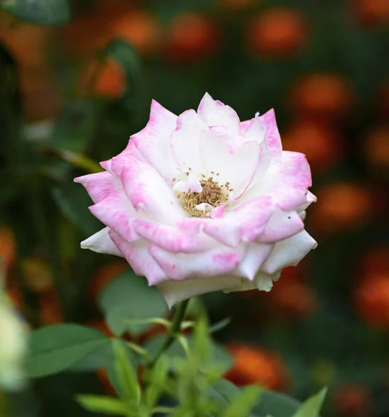 Rosa Floreciente Jardín Vista Superior —  Fotos de Stock
