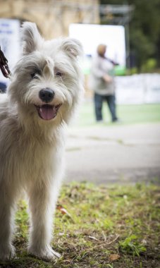 melez Ardennes Bouvier beyaz, yakın çekim