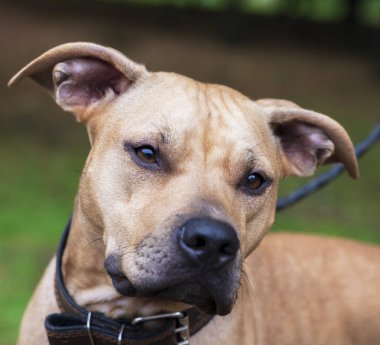 Portre kahverengi Amerikan pitbull terrier, seçici odak