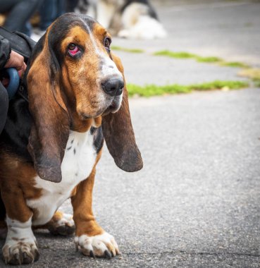 kahverengi Basset Hound asfalt üzerinde bir yaz gününde oturur.