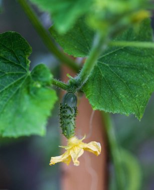 taze genç yeşil salatalık meyve bir Bush bahçede sarı çiçek