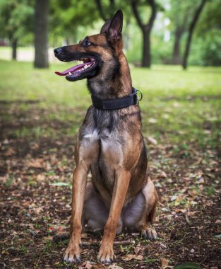 Belçika çoban Malinois açık ağızlı bir yaz öğleden sonra parkta yeşil çimenlerin üzerinde oturan yakın çekim