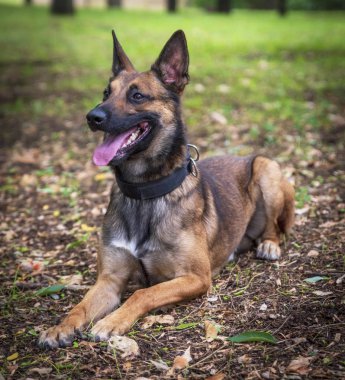 Belçika çoban Malinois parkta yeşil çimenlerin üzerinde yatıyor ve ileri görünüyor