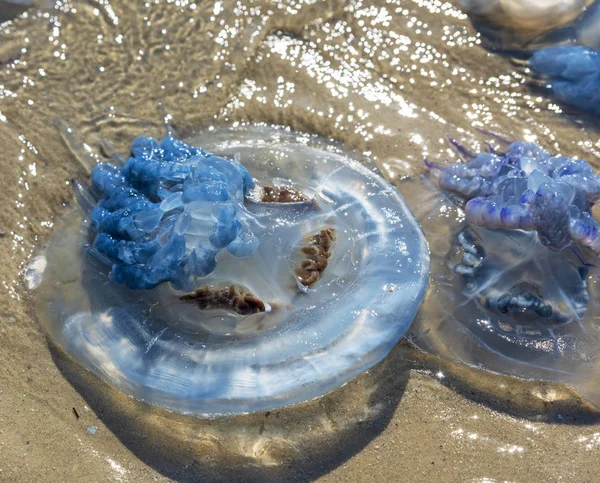 Döda Maneter Rhizostomeae Kastas Stranden Svarta Havet Sommardag Ukraina Village — Stockfoto