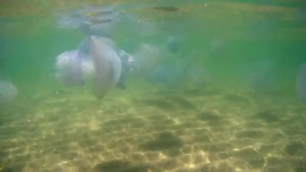 Medusas Flotantes Bajo Agua Mar Negro Día Verano — Vídeos de Stock
