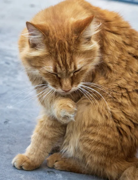 大红色成年猫坐 — 图库照片