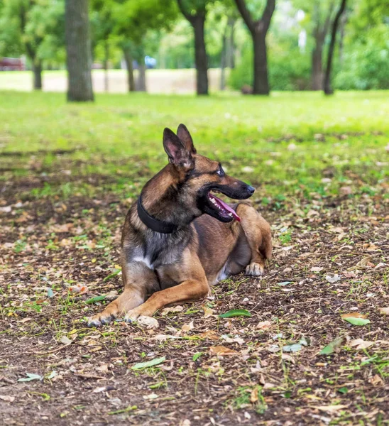 Belgian Shepherd Malinois Lies Green Grass Park — Stock Photo, Image