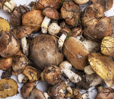 birçok taze yenilebilir orman mantar Suillus luteus ve çörek mantarı, üstten görünüm, tam kare