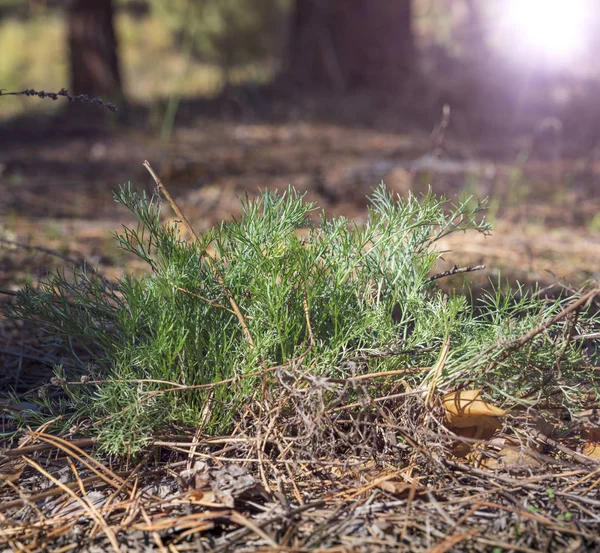 Groene Bush Alsem Onder Steppe Bos Oekraïne — Stockfoto