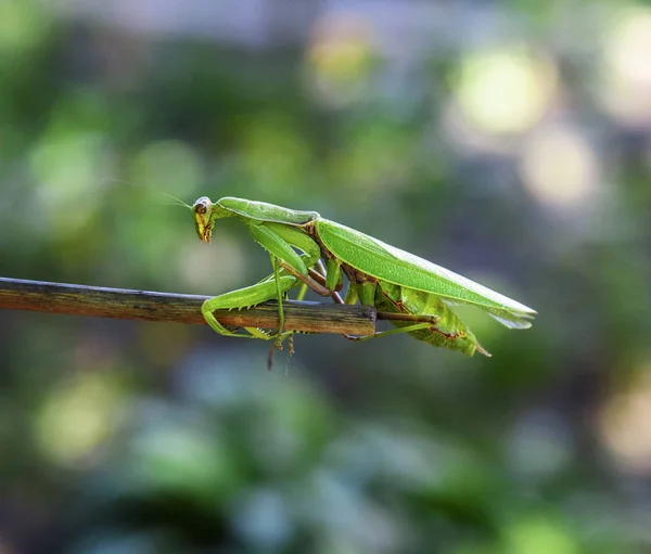 绿色大螳螂爬行的棍子 模糊的绿色背景与散景 — 图库照片