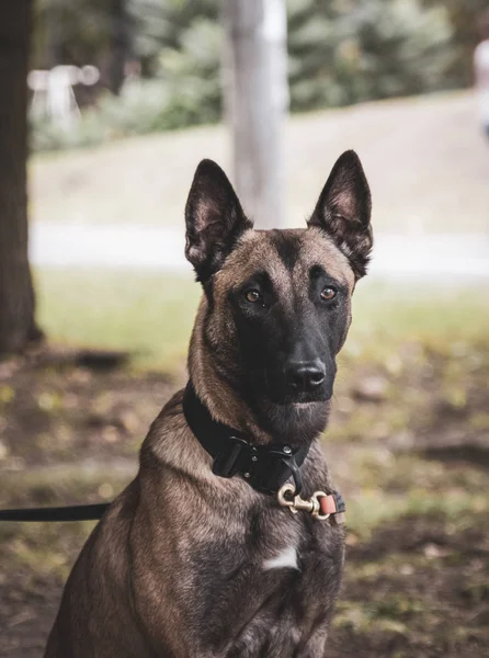 Pes Belgický Ovčák Malinois Zblízka — Stock fotografie