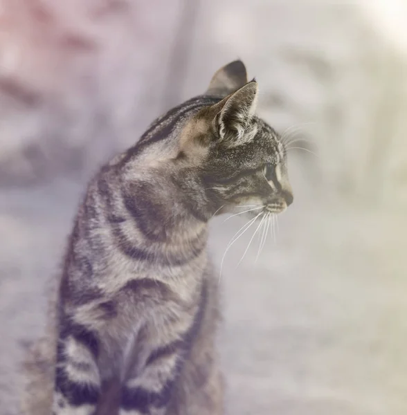 Jeune Chat Gris Tabby Foyer Sélectif — Photo