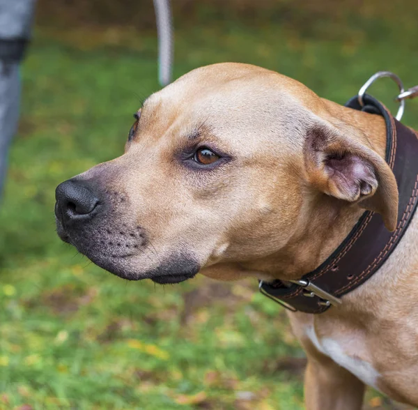 Portrét Brown Americký Pit Bull Teriér Zblízka — Stock fotografie