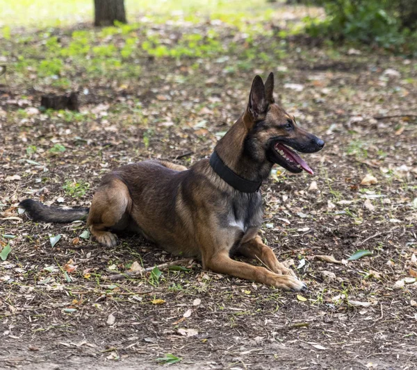 Belgický Ovčák Malinois Otevřenými Ústy Sedí Zelené Trávě Parku Letní — Stock fotografie