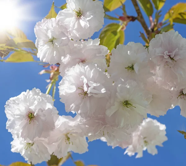 Kirschzweig Mit Weißen Blühenden Blumen Gegen Den Blauen Himmel Und — Stockfoto