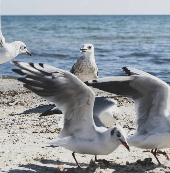 Bandada Gaviotas Blancas Vuela Orilla Del Mar Negro Día Verano — Foto de Stock