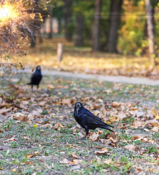 Black Raven City Park Standing Grass Autumn Afternoon — Stock Photo, Image