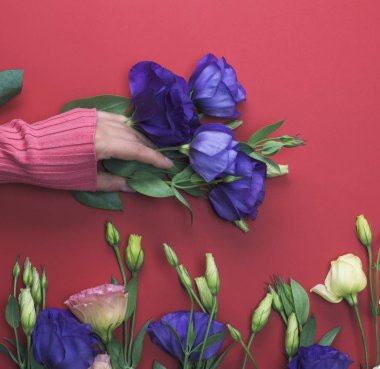 kırmızı bir arka plan, üstten görünüm üzerinde mavi bir çiçek Eustoma Lisianthus dalı tutan bir pembe kazaklı kadın el