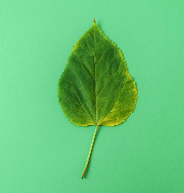 yaprak dut yeşil zemin üzerine yeşil, yakın çekim