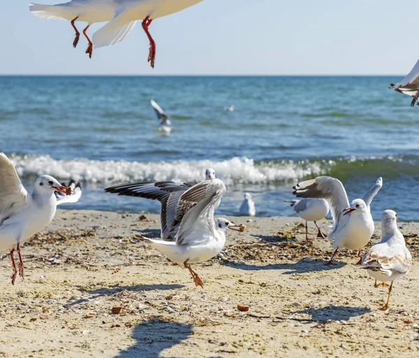 Flock White Sea Gulls Sandy Coast Black Sea Summer Day — Stock Photo, Image