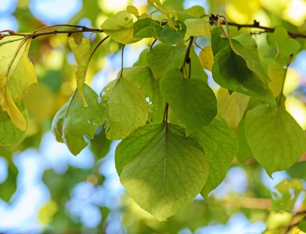 Υποκατάστημα Βερίκοκο Δέντρο Πράσινα Φύλλα Κοντινό Πλάνο — Φωτογραφία Αρχείου
