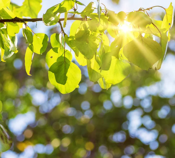 Gałąź Drzewa Moreli Zielonych Liściach Promienie Słoneczne Bliska — Zdjęcie stockowe