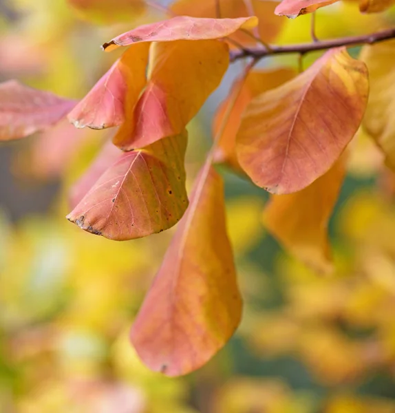 Pomarańczowy Liści Cotinus Coggygria Jesienią Bliska Selektywny Fokus — Zdjęcie stockowe