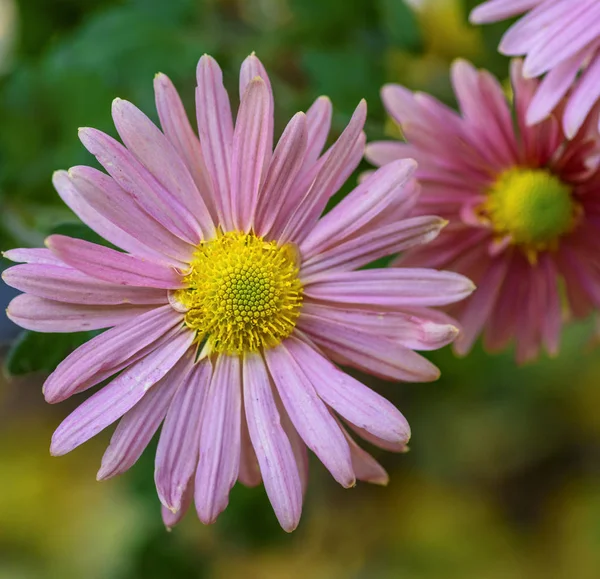 Rosa Blommande Krysantemum Närbild — Stockfoto